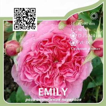 Роза английская парковая "Emily"
