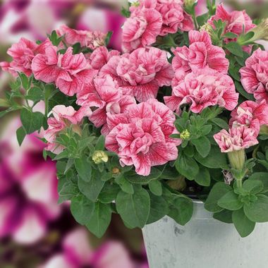 32485 Петуния SWEETSUNSHINE COMPACT PINK RED VEINS (ВЕСНА 2025)