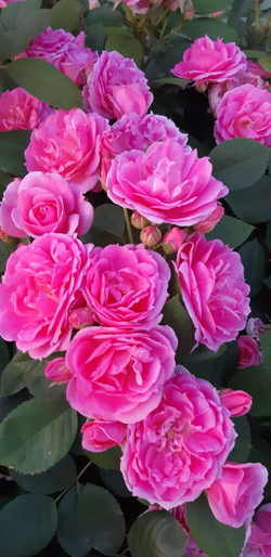 Роза канадская Прейри Джой С4 Закупка М43 июнь 2026