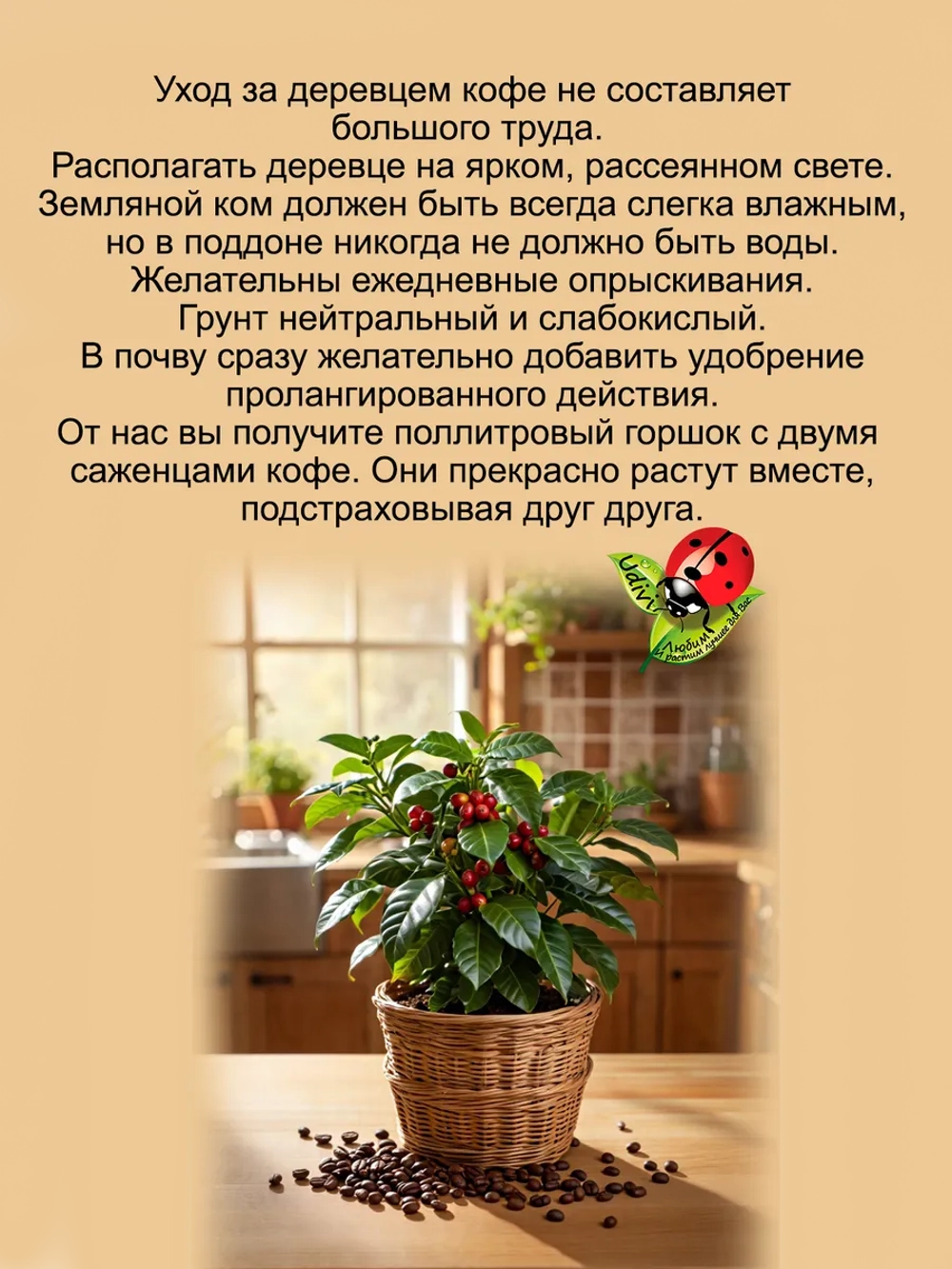 Кофе Арабика саженцы