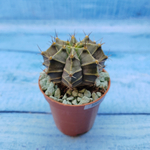 Gymnocalycium Friedrichii (Гимнокалициум)