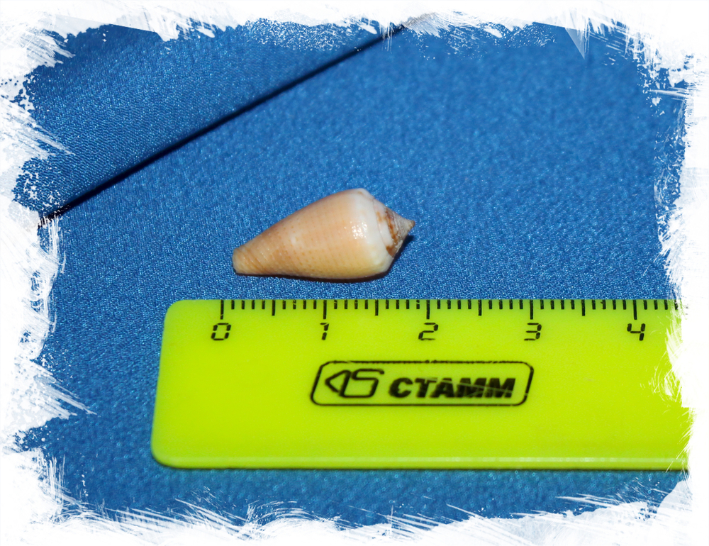 Конус магус каринатус (Conus magus carinatus) 1,5 - 2 см.