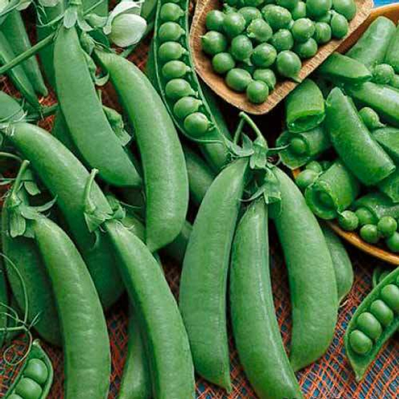 Шугар Флэш семена гороха (Syngenta / Сингента) культура – фото 5