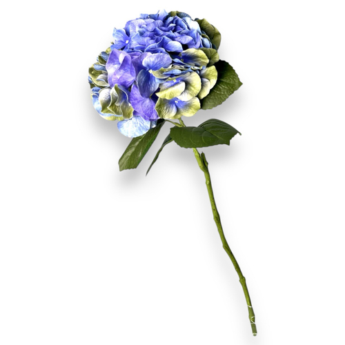 Гортензия голубая премиум