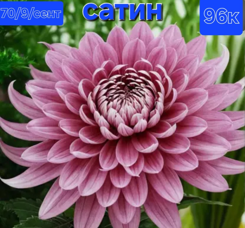 САЖЕНЦЫ ХРИЗАНТЕМЫ КОРЕЙСКАЯ САТИН №96