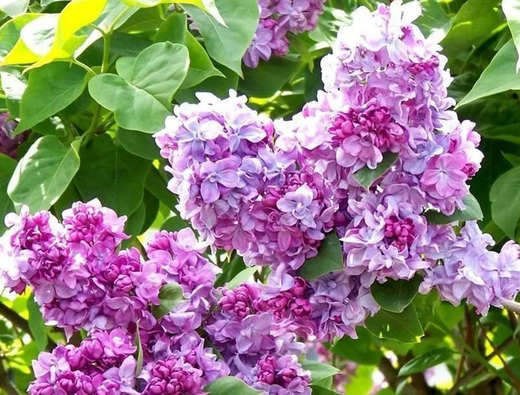 Сирень обыкновенная Катерина Хавемейер Закупка М64 май 2026