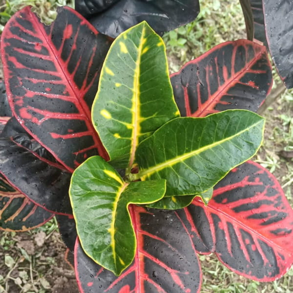 Кротон GANDEWA