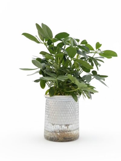 Шеффлера д.11, в горшке с автополивом