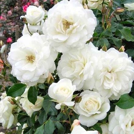 Айсберг (Iceberg)