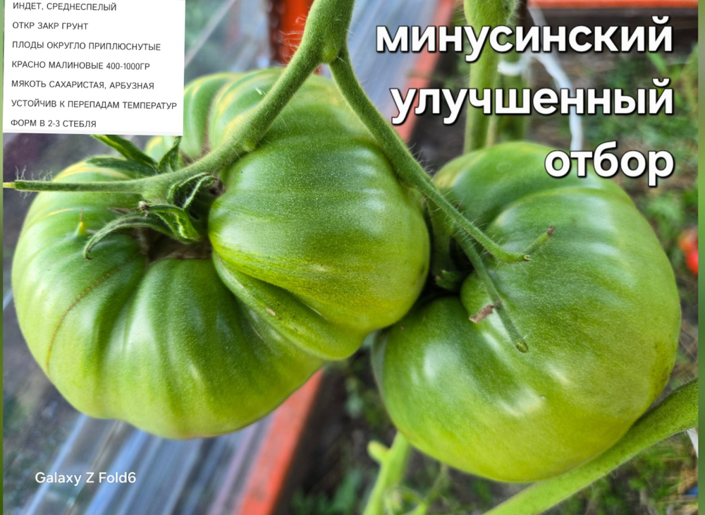 РАССАДА ТОМАТОВ МИНУСИНСКИЙ УЛУЧШЕННЫЙ ОТБОР