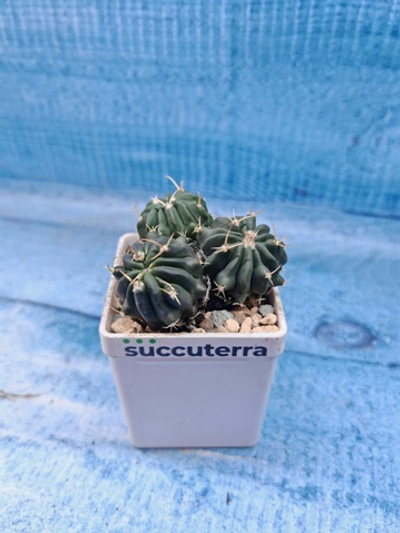 Stenocactus Coptonogonus (Стенокактус)