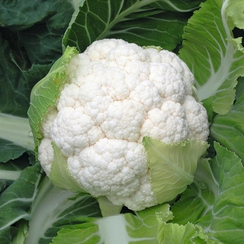 СКАЙВОКЕР F1 семена капусты цветной (Bejo | Alexagro)