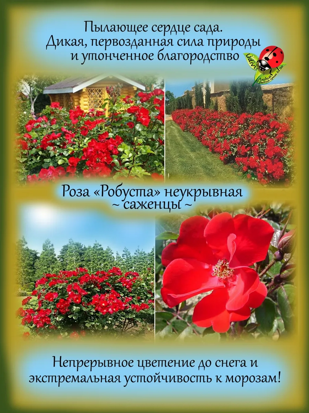 Роза Робуста неукрывная постоянноцветущая