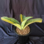 Сансевиерия PHUPRAMORN DELIGHT VAR