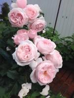 Роза плетистая Наэма