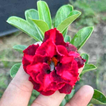 Адениум HEL BLUE BOY