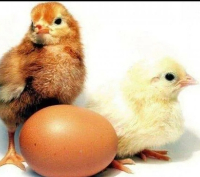 Комбикорм ПК-2 для цыплят  кур-несушек , 
от 0 до 7 недель ,
Мешок 25 кг 
Производство : Смоленский КХП