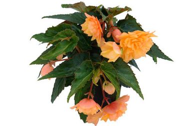 1257 Бегония BELLECONIA MANGO (ВЕСНА 2025)