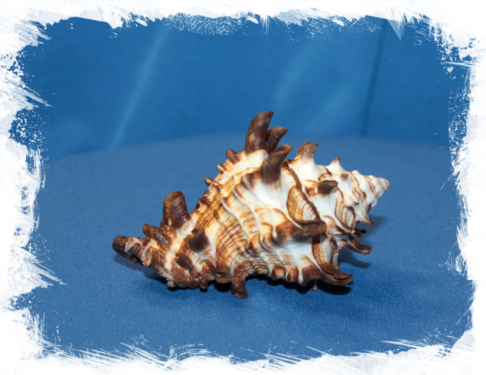 Вазум Тубиферум