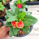 Эуфорбия Миля YOD KHUNPHOL