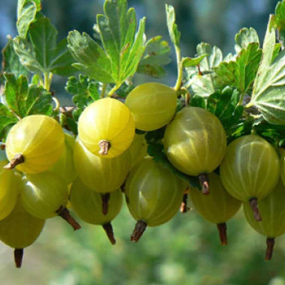 Крыжовник Юбилейный