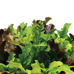 МИКС смесь семена салата (Гавриш)