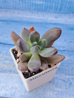 Pachyphytum Bracteosum fitkai (Пахифитум)