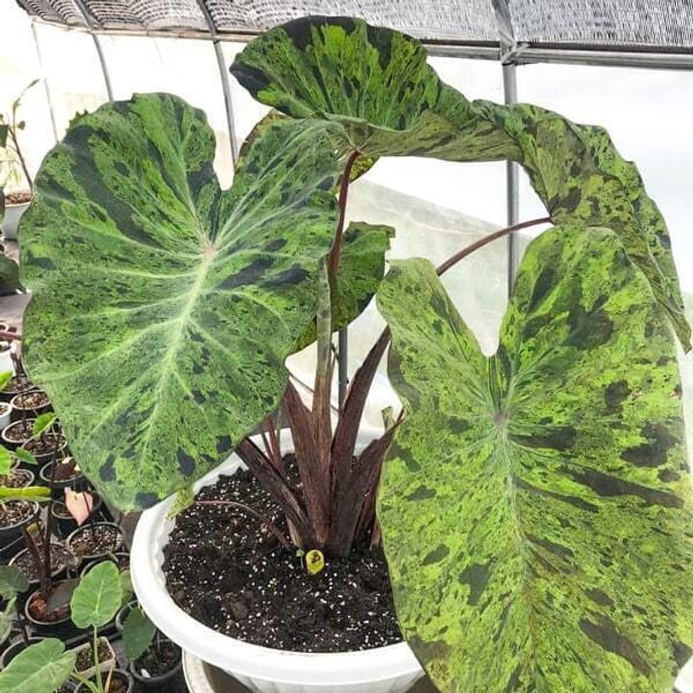 Колоказия MOJITO