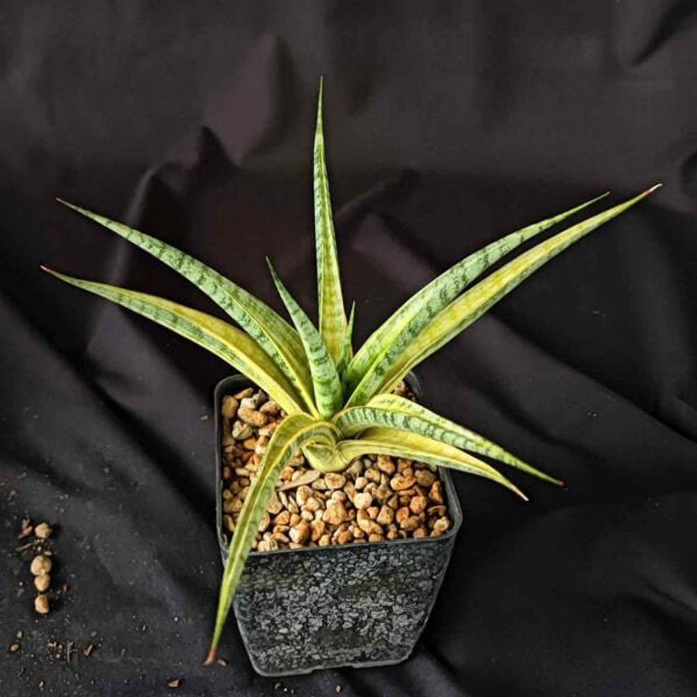 Сансевиерия U-THONG DELIGHT VAR