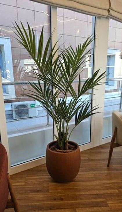 Пальма Кентия (Ховея) де Люкс без кашпо