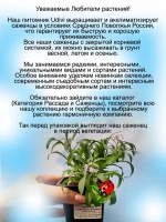 Алиссум Лавандовый ручей вегетативный