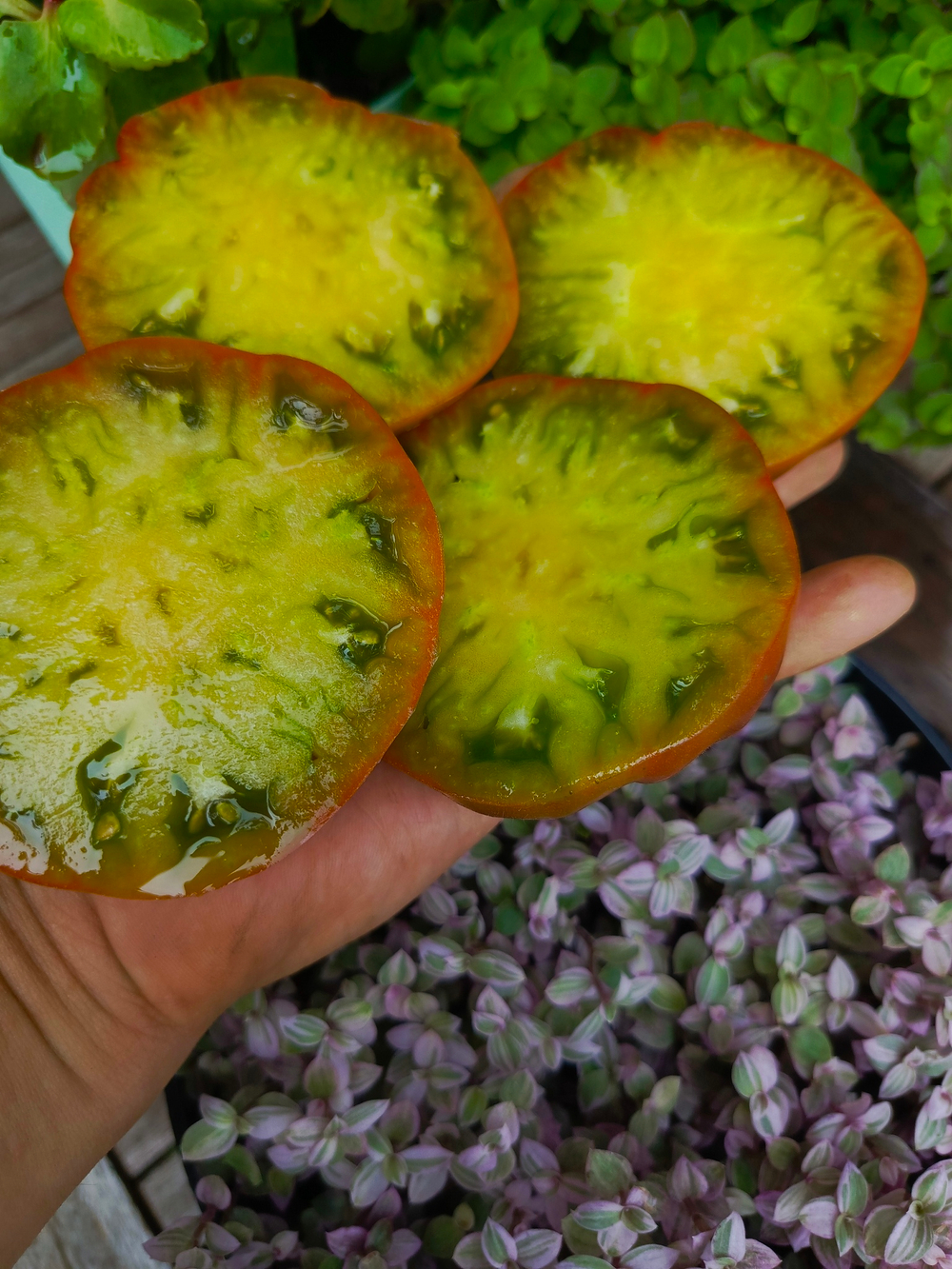 Дикий Тимьян (Wild Thyme) сорт томата