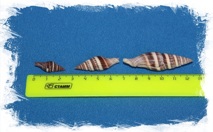 Вексиллум Формосенс, 3-6см, 100гр, 20шт