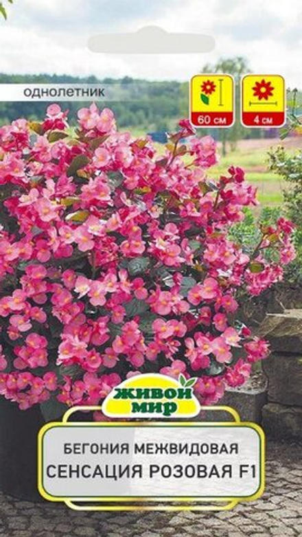 Бeгoния межвидовая "ЖМ. Сeнcaция Рoзoвaя F1" 10шт, Чехия.