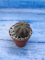 Euphorbia Obesa (Эуфорбия)