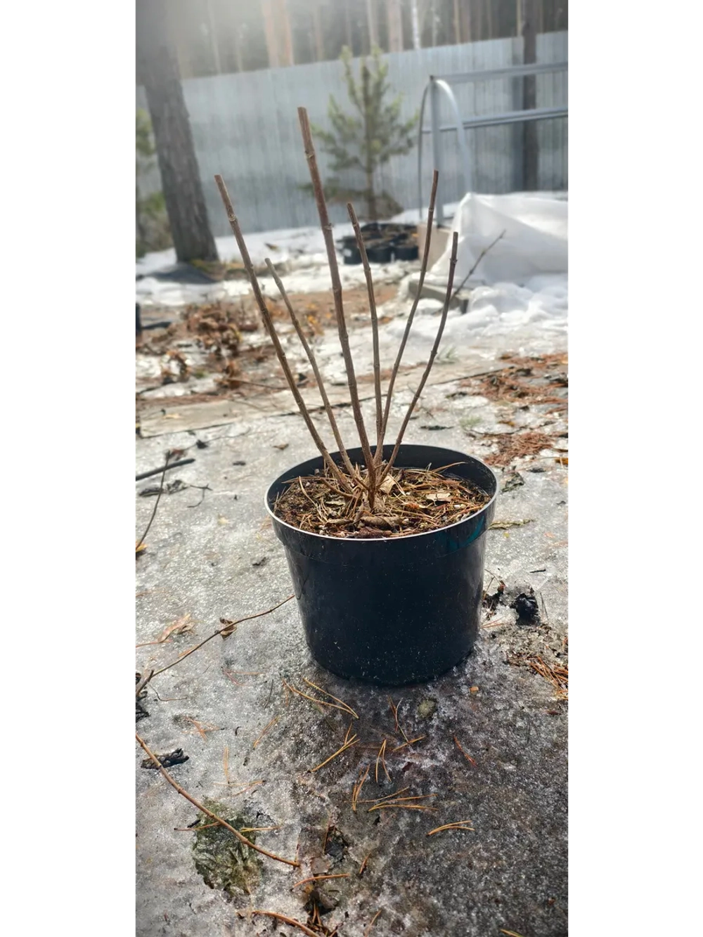 Литл Лайм гортензия метельчатая