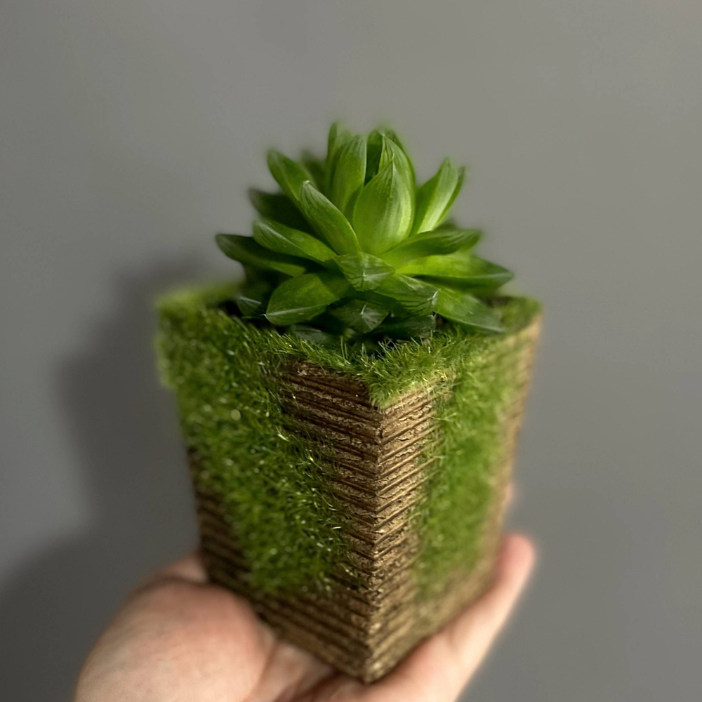 Хавортия (Haworthia limifolia)