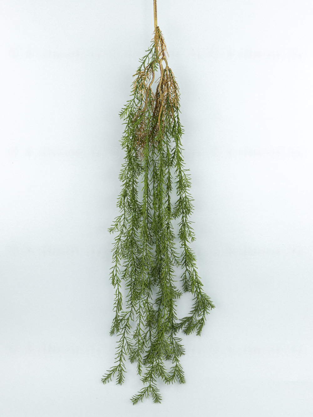 Ампельный аспарагус Теос