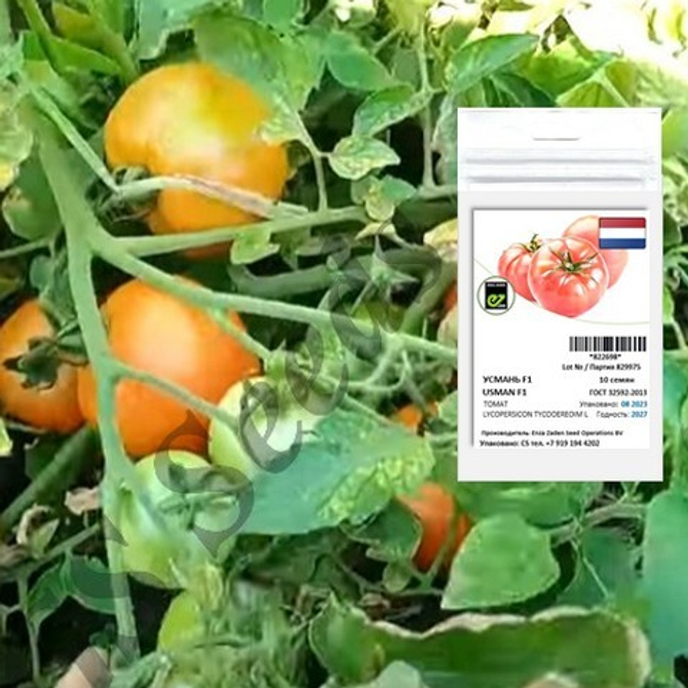 УСМАНЬ F1 томат Enza Zaden профессиональные семена