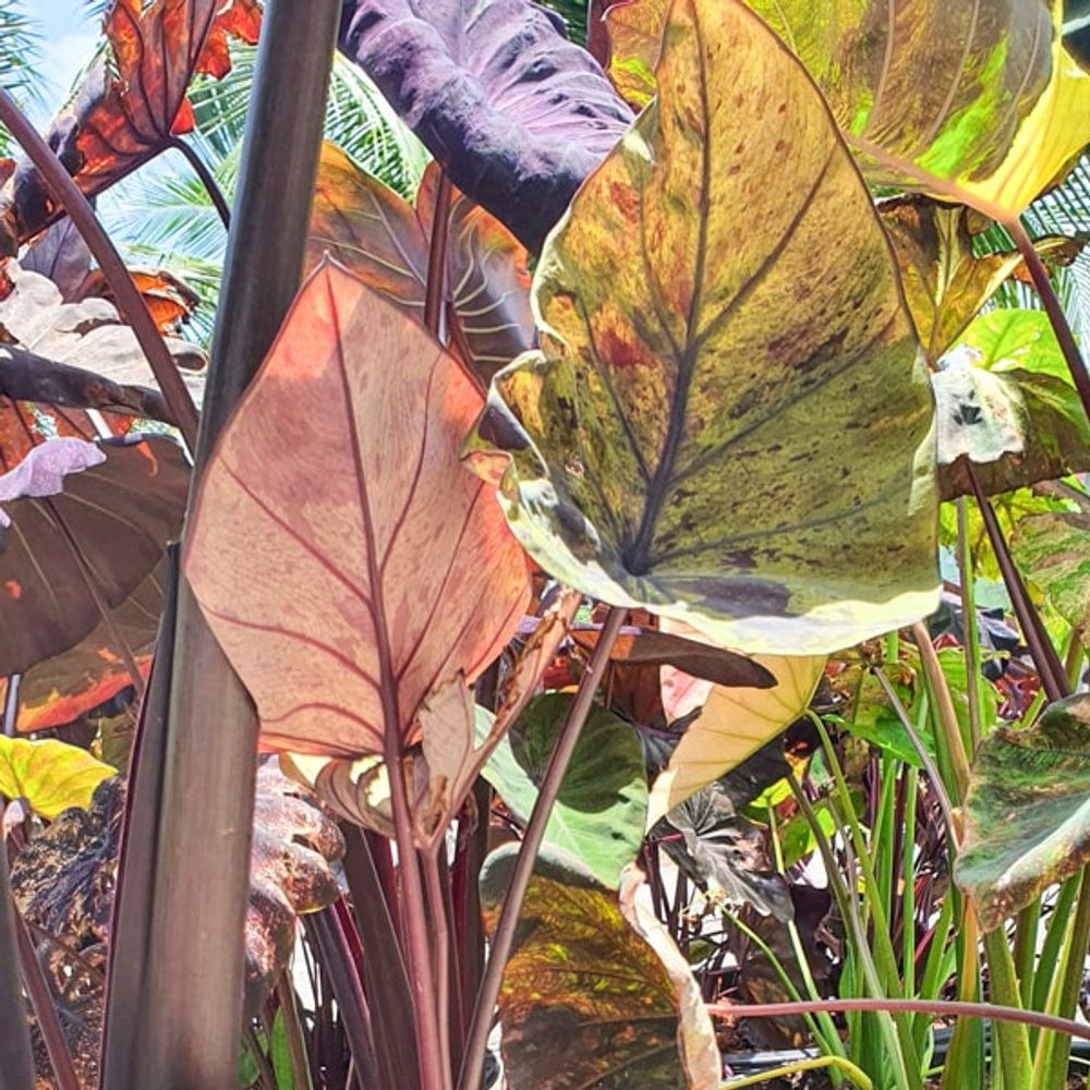 Колоказия MARINA CUP