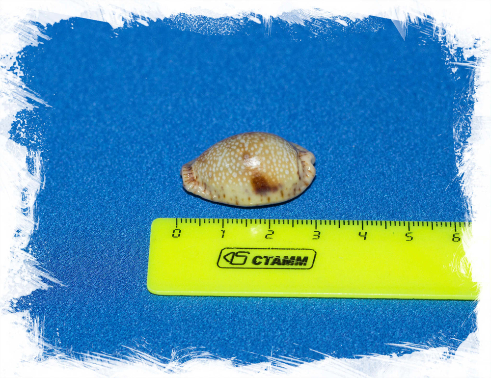 Раковина Ципрея небритес, Erosaria nebrites, Naria nebrites размер