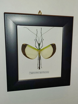 Палочник Tagesoidea nigrofasciata самец в рамке