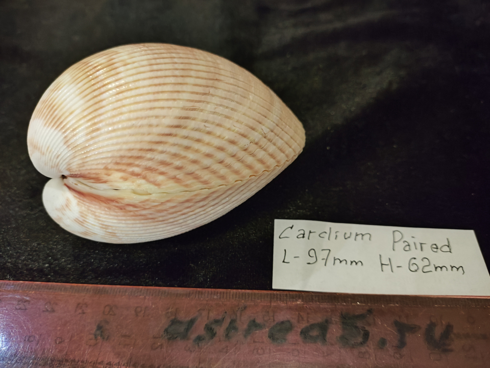 Кардиум Элонгатум "95-110мм" парный