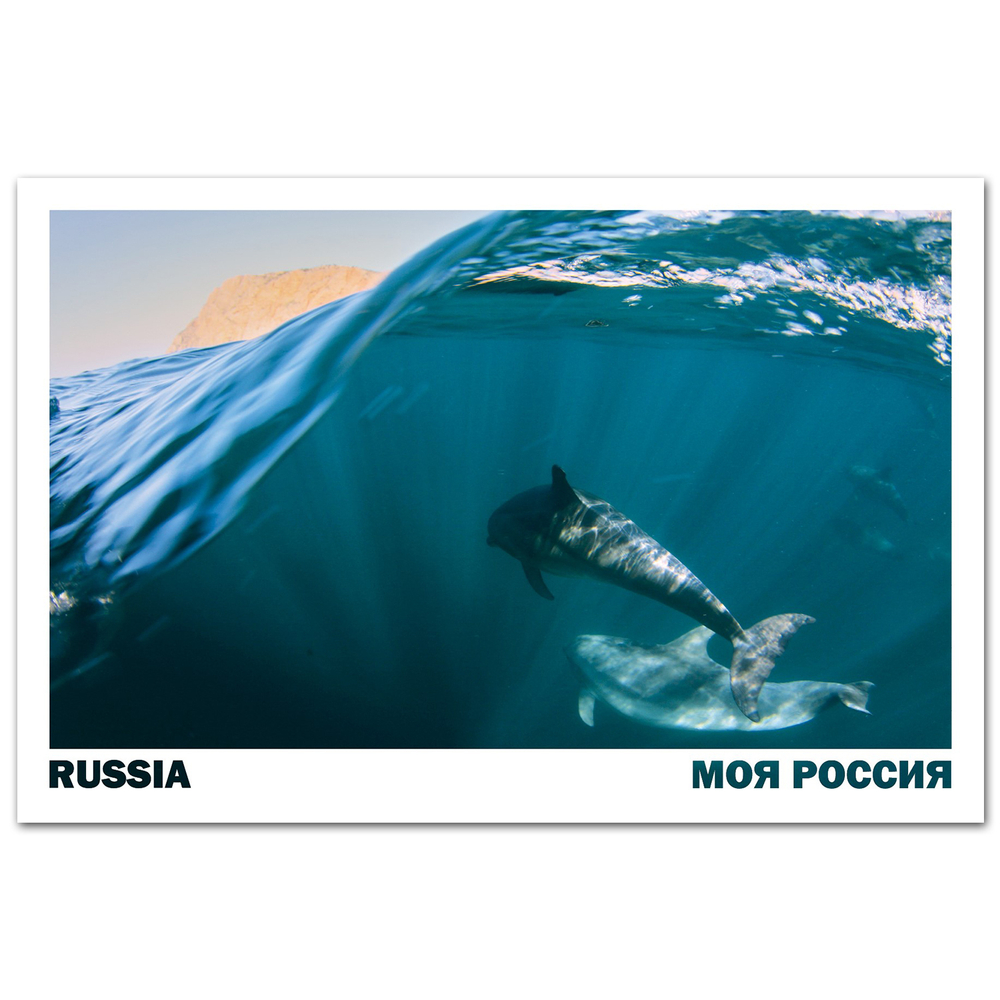 Черноморские дельфины возле Балаклавской бухты, Крым