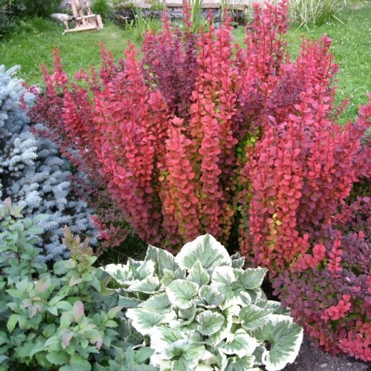 Барбарис Тунберга Оранж Рокет С3 Закупка М60 июнь 2026