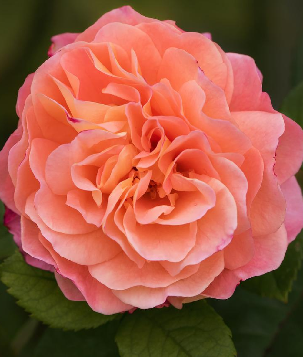 Роза Августа Луиза С7 Закупка М57 июнь 2026