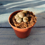 Lithops sp. (Литопсы)