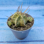 Euphorbia meloformis f. Variegated (Эуфорбия вариегатная)
