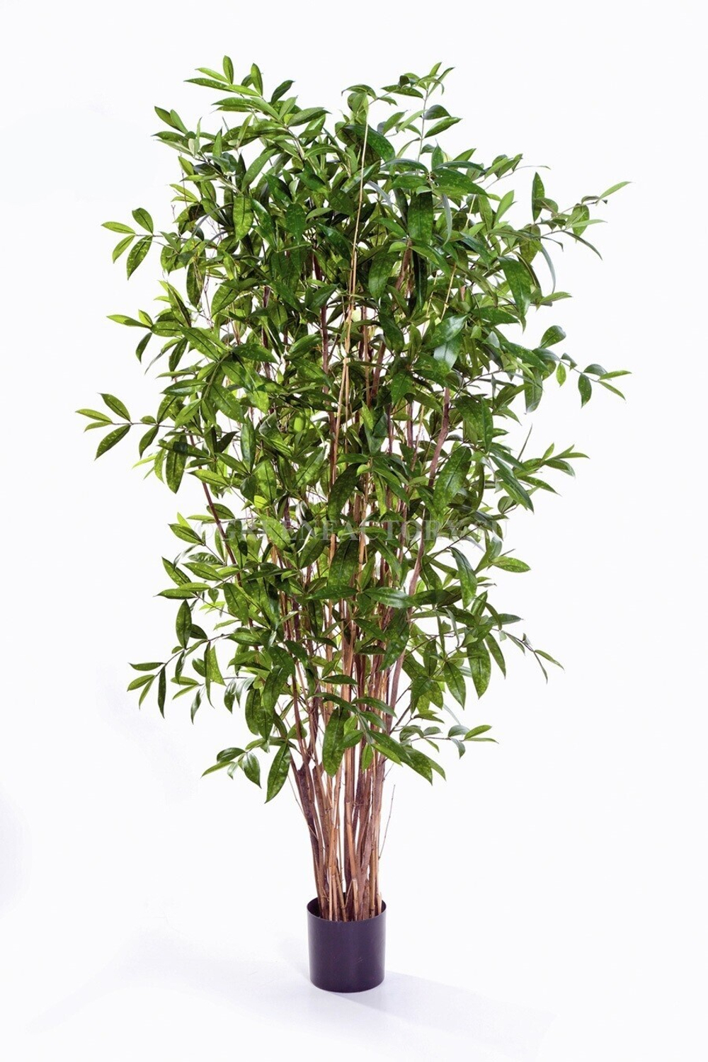 Драцена Саркула Спотти