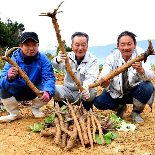 Сортовой Корнеплодный Японский Лопух Такиногава Гобо - 滝野川ゴボ